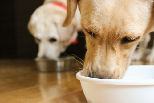 犬食いにドン引き!食事中のNGマナー11選!