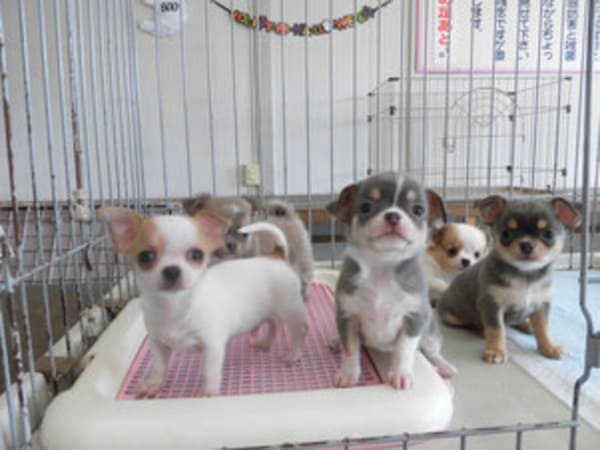 一宮市のペットショップ9選!ペットサロン併設の大型店や子犬専門店も!