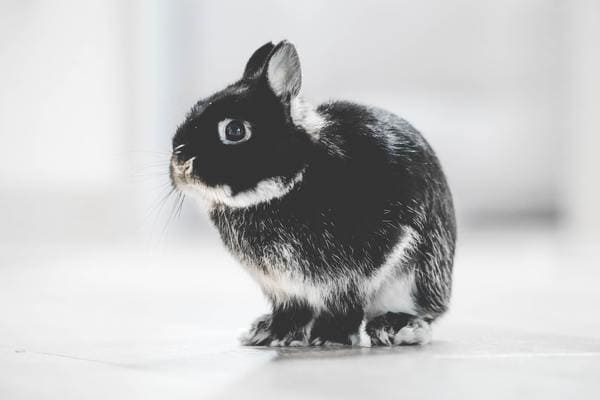 【4月といえば】風物詩やイベント・お出かけスポット・旬な食べ物など総まとめ