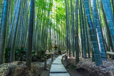 日本の美に酔いしれる!美しい竹の寺・報国寺の見どころ1.jpg