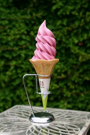 京成バラ園 入園料・アクセス・見ごろ情報!園内丸ごと大解説