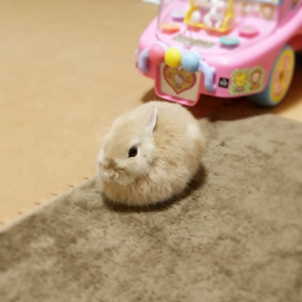 うさぎがペットにおすすめな理由
