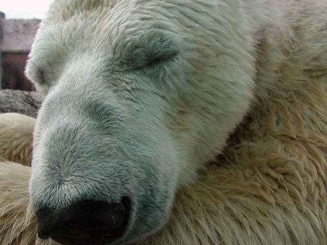 「とくしま動物園北島建設の森」の魅力を徹底解説!アクセスや周辺情報も盛りだくさん