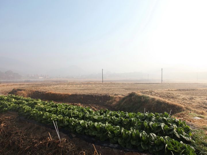 韓国の調味料 コチュジャン