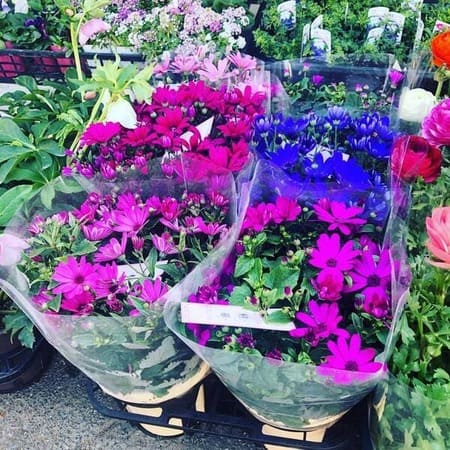 岸和田市のおしゃれな花屋11選!便利な駅前店やアレンジ花束が人気な店も!