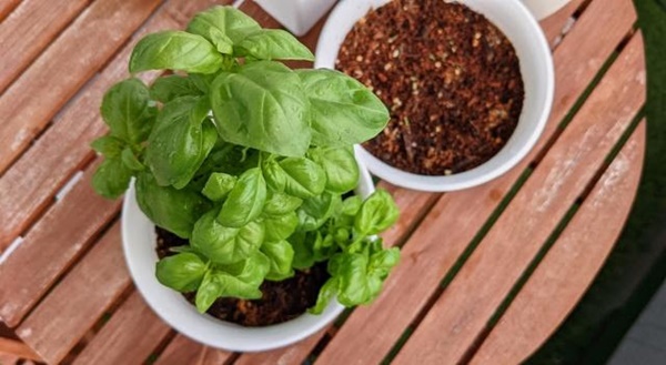 虫除け効果のある植物