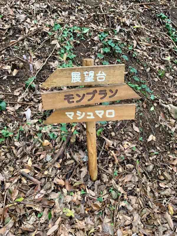 TASO FOREST CAMP