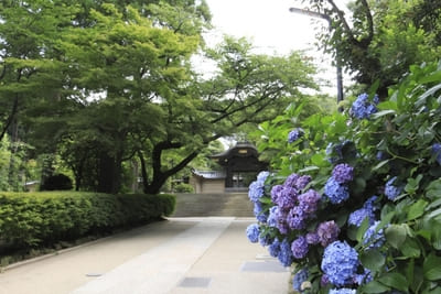 日本の美に酔いしれる!美しい竹の寺・報国寺の見どころ1.jpg