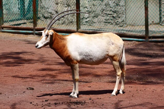 「とくしま動物園北島建設の森」の魅力を徹底解説!アクセスや周辺情報も盛りだくさん