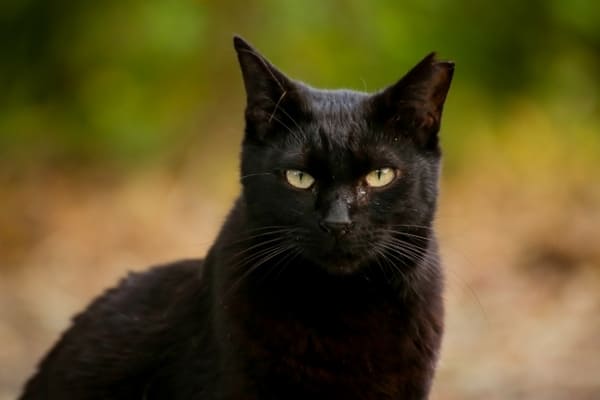 黒猫の名前オス・メス別20選!人気の黒猫キャラクターも紹介!