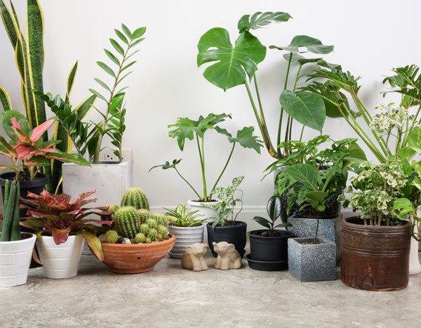 虫除け効果のある植物