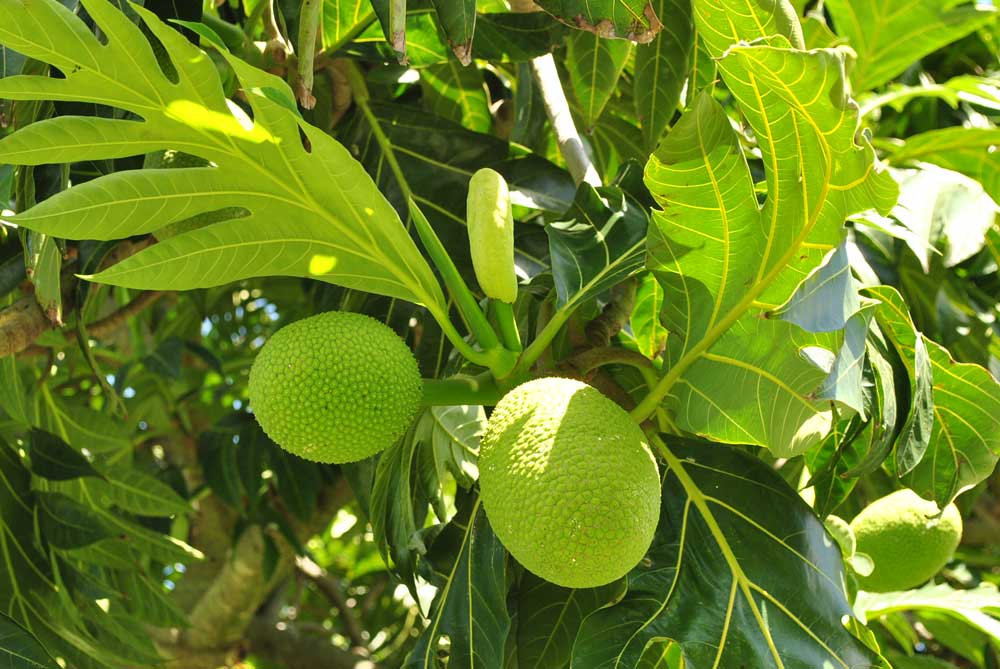 ハワイのスーパー植物 ウル