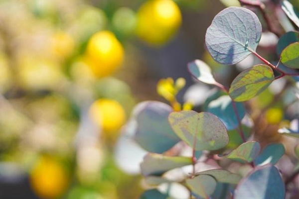 虫除け効果のある植物
