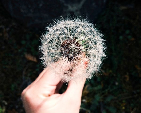 福毛とは?生えると縁起がいい場所は?顔に生えると幸運がくる?