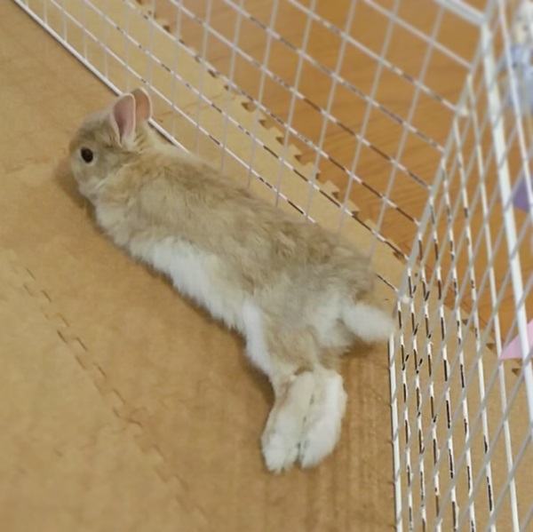 うさぎがペットにおすすめな理由