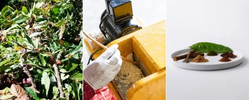 【LIFULL Table】食べることが地球のためになる、地球の新たな食材を見つけるプロジェクト『地球料理 -Earth Cuisine-(アース・キュイジーヌ)』 第三弾発表