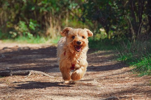 【2021年最新】犬の名前ランキングTOP10!オス・メス別や海外編も紹介