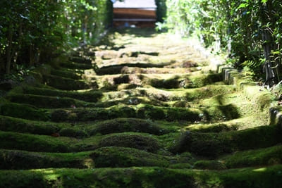 コケ好きにはタマラナイ!鎌倉最古のお寺【杉本寺】で苔写真を楽しむ1.jpg