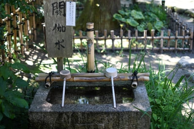 コケ好きにはタマラナイ!鎌倉最古のお寺【杉本寺】で苔写真を楽しむ1.jpg