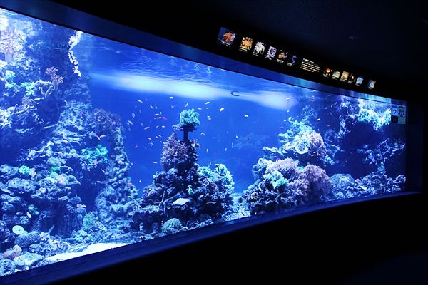 サンシャイン水族館の魅力を徹底解剖! 料金・割引・混雑情報!来館前に知りたい情報解説
