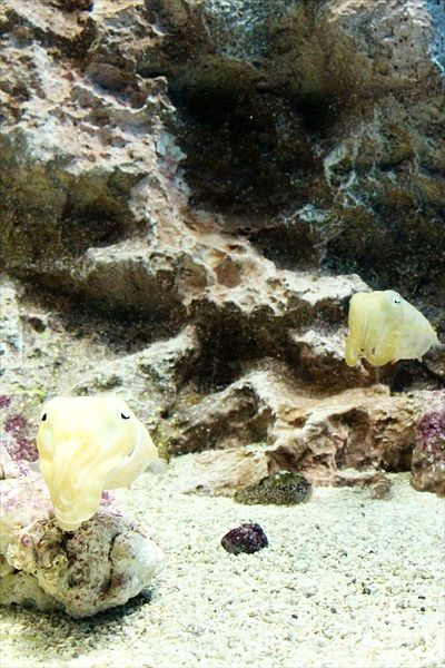 サンシャイン水族館の魅力を徹底解剖! 料金・割引・混雑情報!来館前に知りたい情報解説