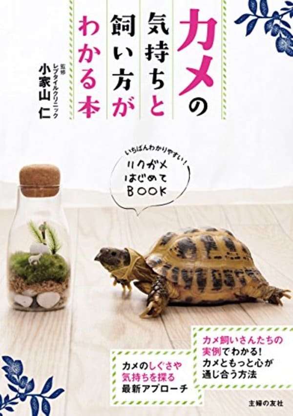 のんきだと思う生き物ランキング
