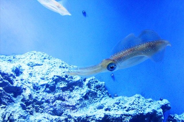 サンシャイン水族館の魅力を徹底解剖! 料金・割引・混雑情報!来館前に知りたい情報解説