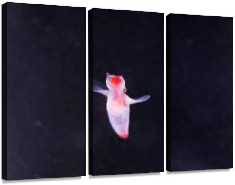 家で飼ってみたい水族館の人気者ランキング