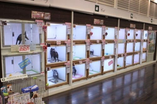 入間市の人気ペットショップ10選!ペットサロンやホテル併設の大型店も!