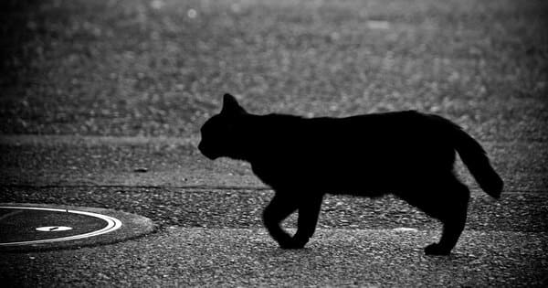 臆病な僕は「結果を見る」ことが怖かった。猫が教えてくれた向き合う勇気