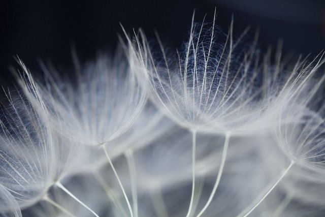 福毛とは?生えると縁起がいい場所は?顔に生えると幸運がくる?