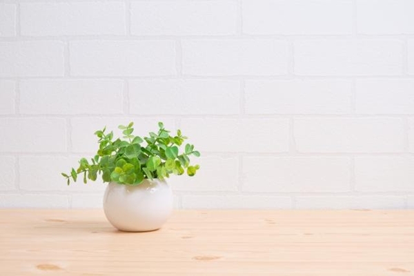 虫除け効果のある植物