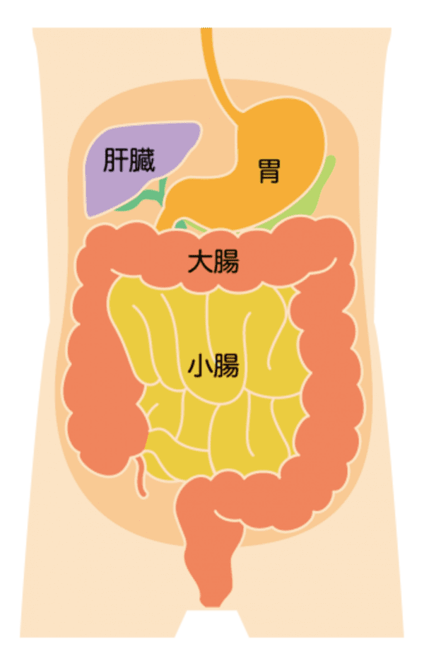 産後におならが止まらない?原因と対策を解説【医師監修】