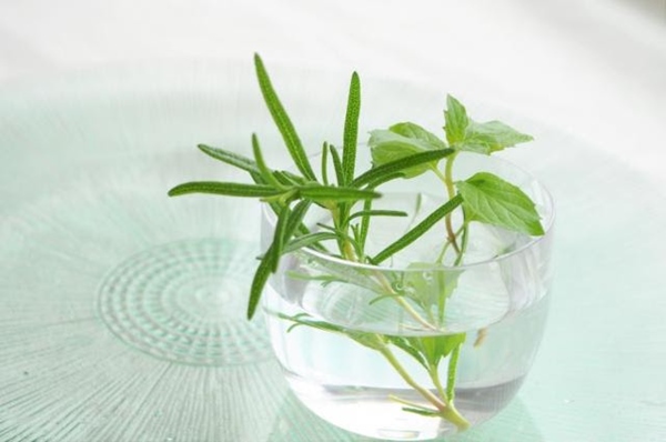 虫除け効果のある植物