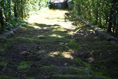 コケ好きにはタマラナイ!鎌倉最古のお寺【杉本寺】で苔写真を楽しむ1.jpg