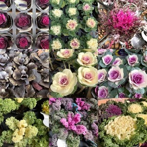 冬のお花を楽しもう!葉ボタン+αの魅せ方を紹介
