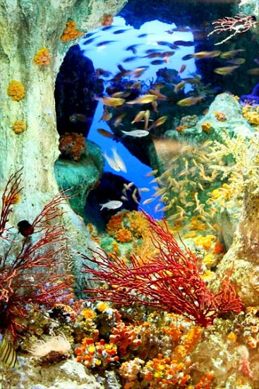 サンシャイン水族館の魅力を徹底解剖! 料金・割引・混雑情報!来館前に知りたい情報解説