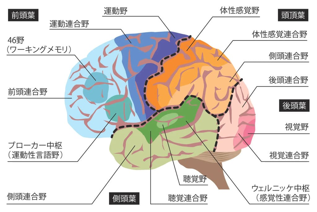 コーヒーに含まれる「トリゴネン」はアルツハイマー型認知症の予防に効く? 海外の研究結果をご紹介