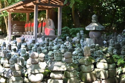コケ好きにはタマラナイ!鎌倉最古のお寺【杉本寺】で苔写真を楽しむ1.jpg