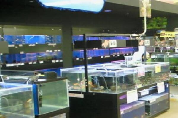 草津市の人気ペットショップ10選!ペットサロンやホテル併設の大型店も!