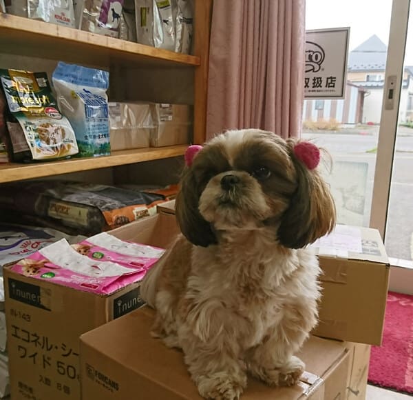 釧路市のペットショップ6選!サロン・ペットホテル併設の大型店も!