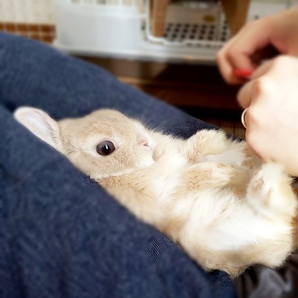 うさぎがペットにおすすめな理由