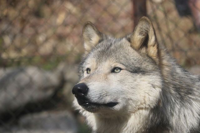 「とくしま動物園北島建設の森」の魅力を徹底解説!アクセスや周辺情報も盛りだくさん