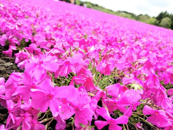 富士芝桜まつり