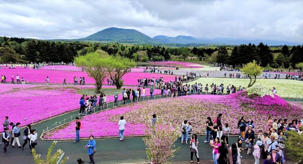 富士芝桜まつり