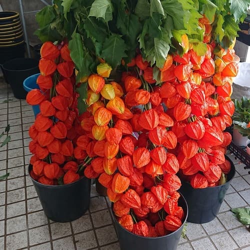 足利市のおしゃれな花屋13選!便利な駅前店やアレンジ花束が人気な店も!