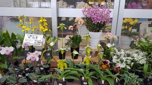 鈴鹿市のおしゃれな花屋13選!便利な駅前店やアレンジ花束が人気な店も!