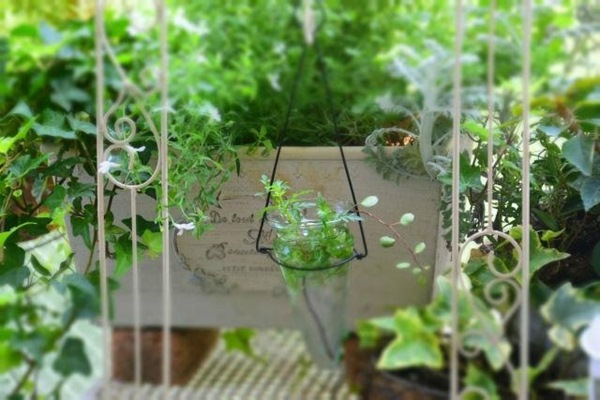 虫除け効果のある植物