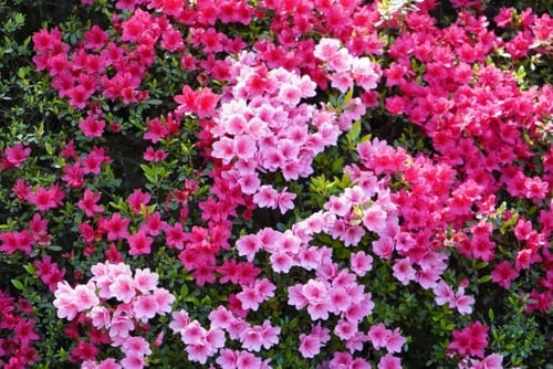 豊田市のおしゃれな花屋13選!便利な駅前店やアレンジ花束が人気な店も!