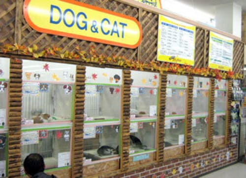箕面市の人気ペットショップ10選!ペットサロンやホテル併設の大型店も!